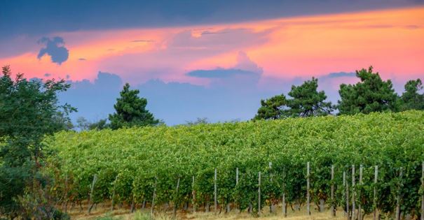 Abruzzo, Marche & Molise Tasting - Thursday 12th February 2026 6pm - 730pm