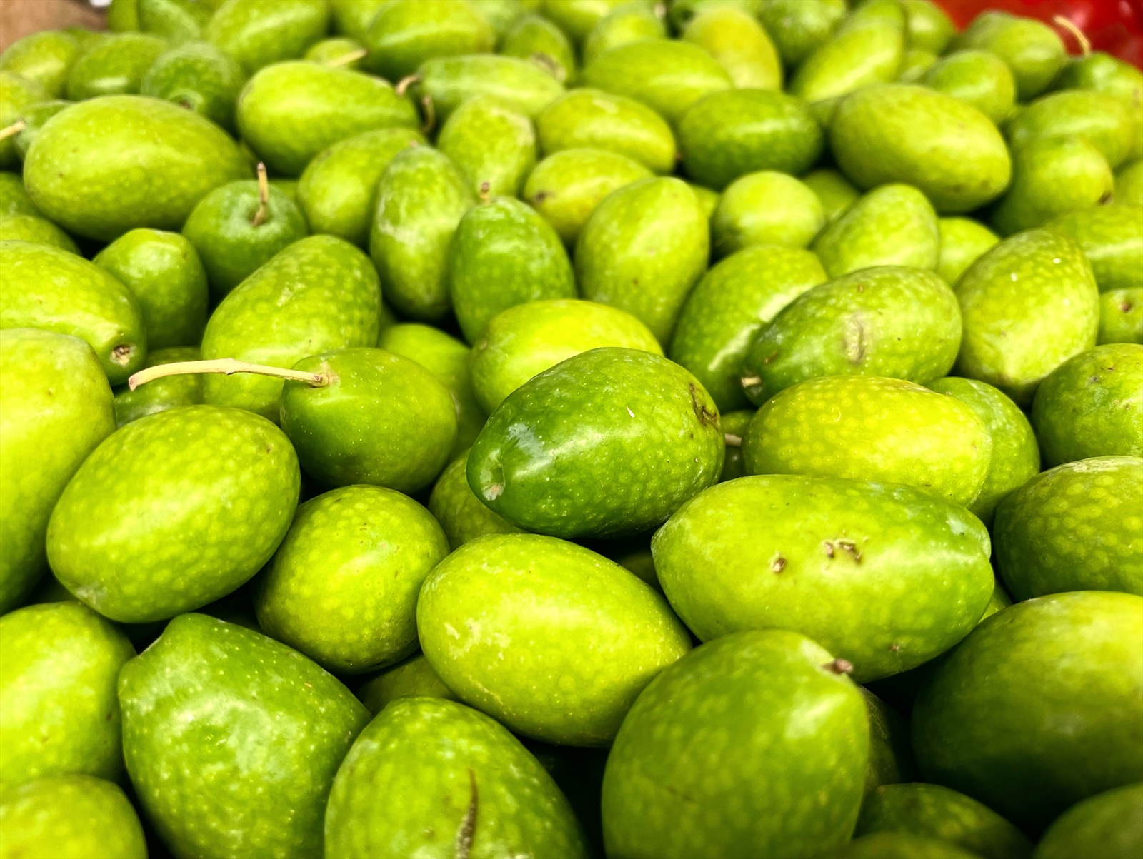 Fresh Italian olives what to do with them?