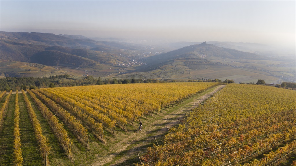 Producer Special - Pieropan Wine Tasting - Wednesday 20th May 6pm-730pm