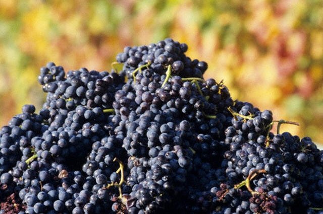 Puglia Tasting - Sun-Soaked, Full-Bodied Reds - Thursday 30th April 2026 6pm - 730pm