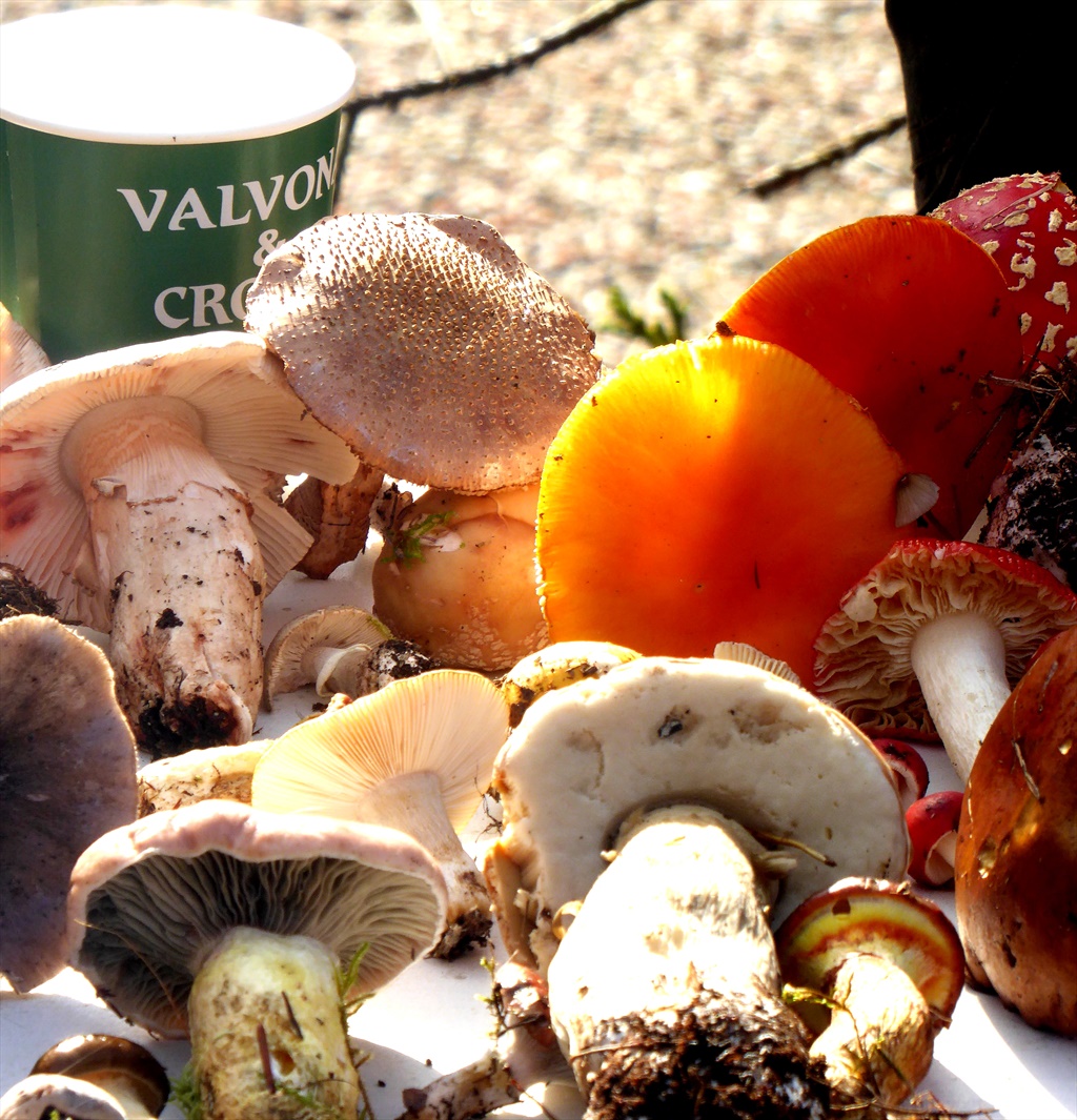The V&C Fungi Foray Saturday 26th September 2026