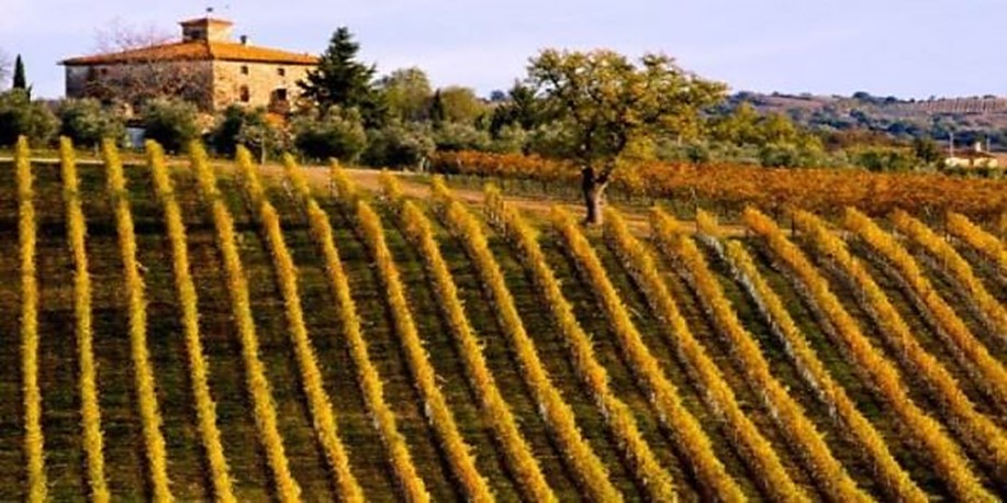 From Sangiovese to Super Tuscans - Montalcino, Montepulciano & Bolgheri 8th October 2026