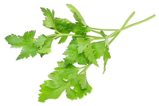 Italian Parsley Prezzemolo Bunch