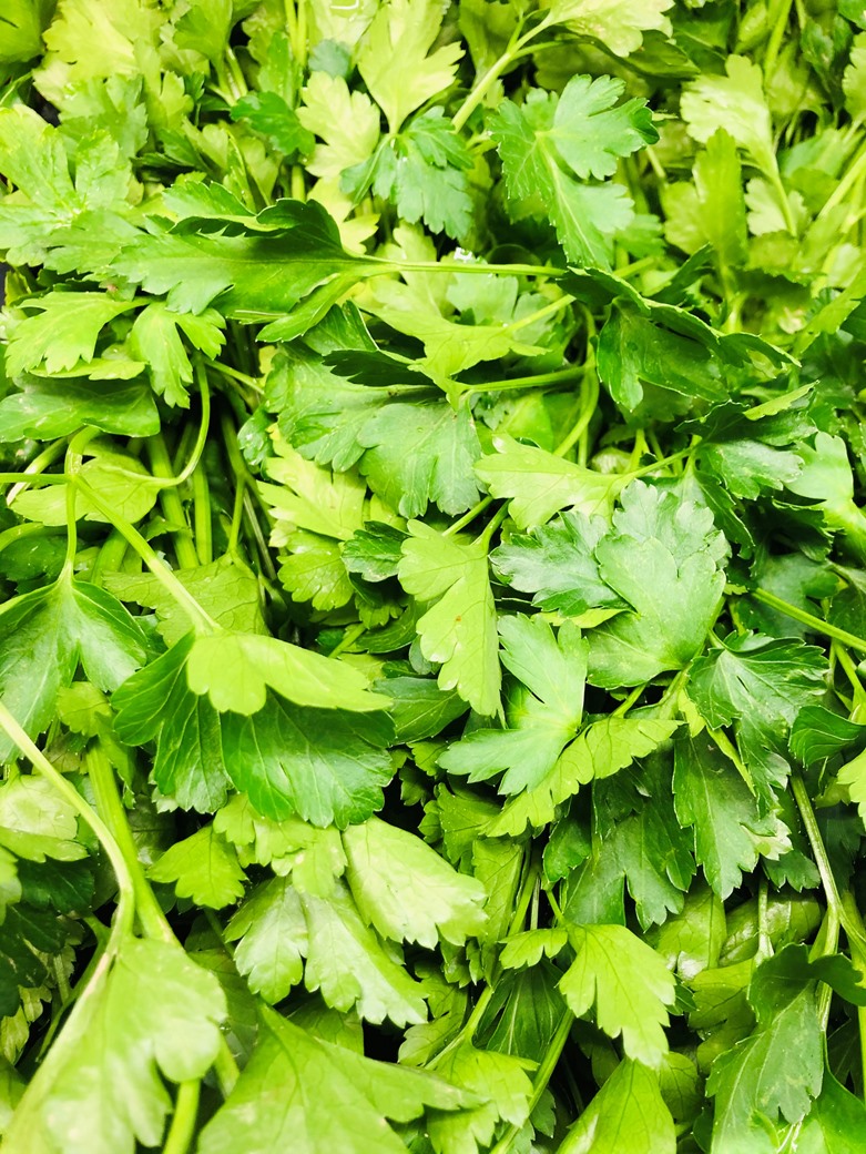Italian Parsley Prezzemolo Bunch
